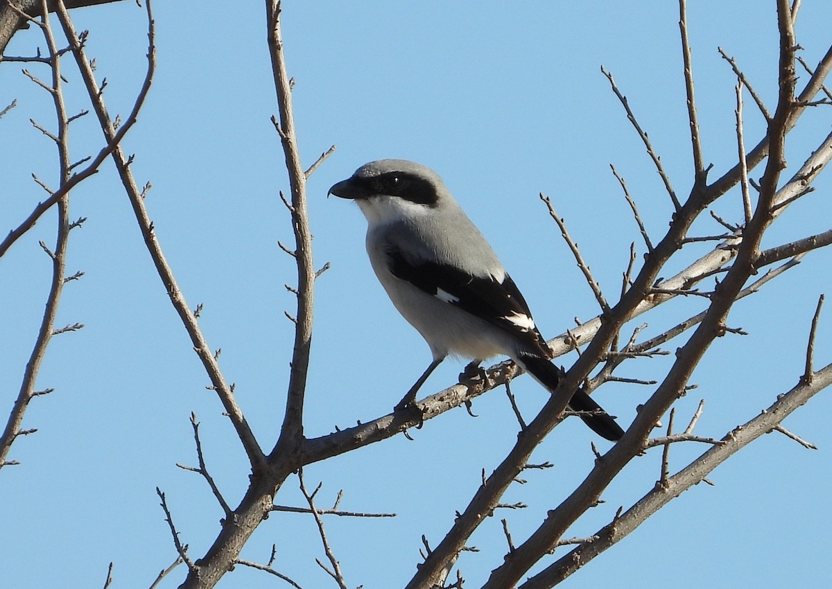 Loggerhead Shrike - ML647578934