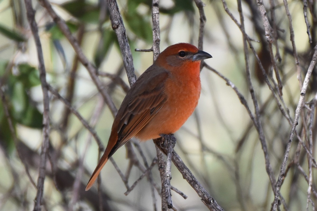 Hepatic Tanager - ML647578935