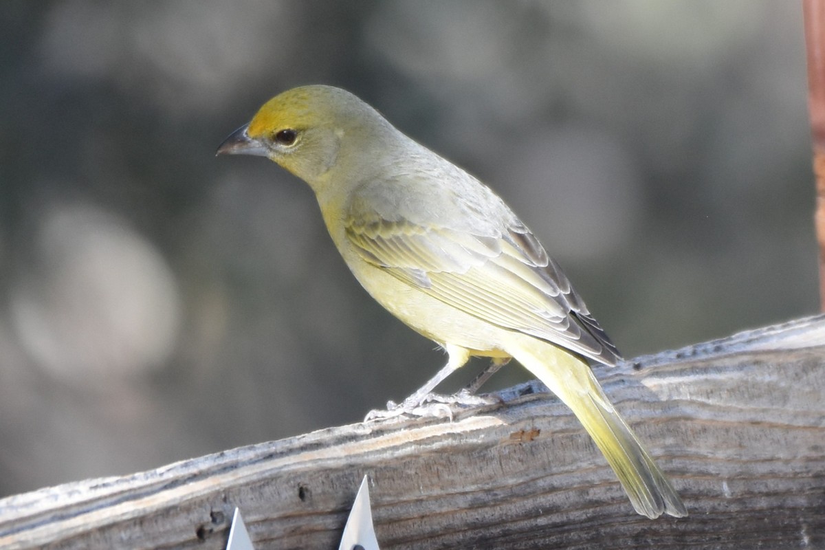 Hepatic Tanager - ML647578936