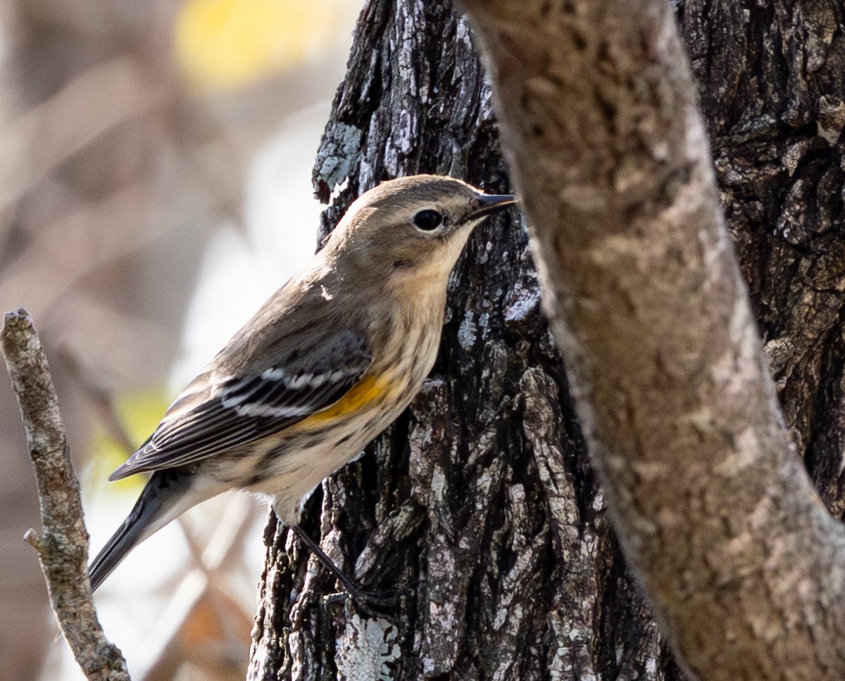 סבכון הכתר - ML647578937