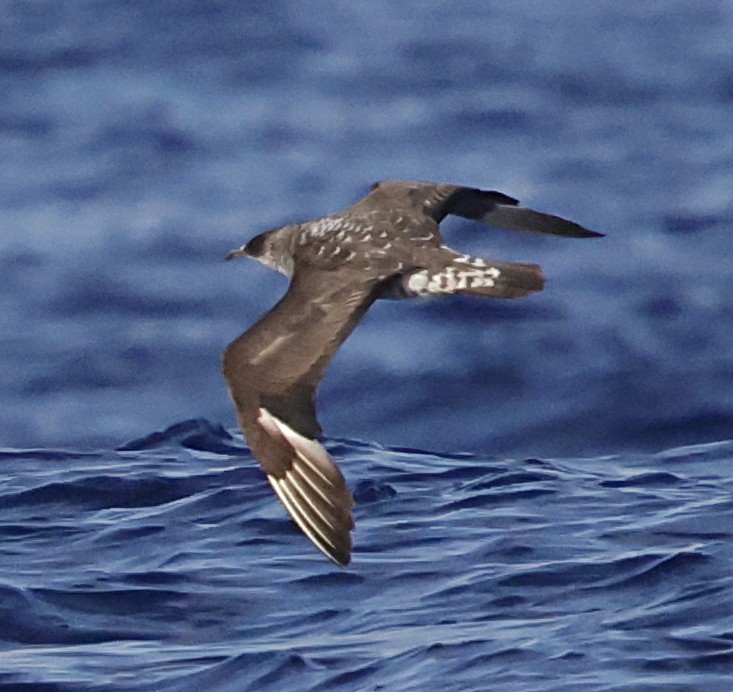 חמסן טפיל - ML647578938