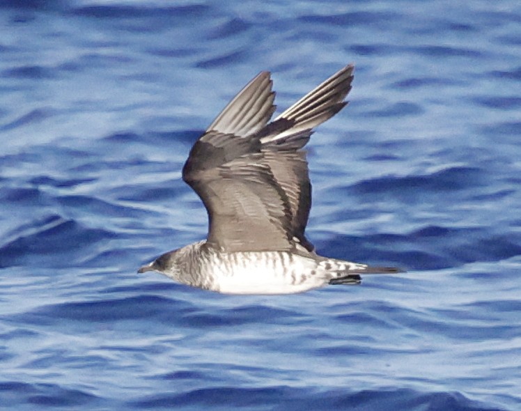 חמסן טפיל - ML647578939