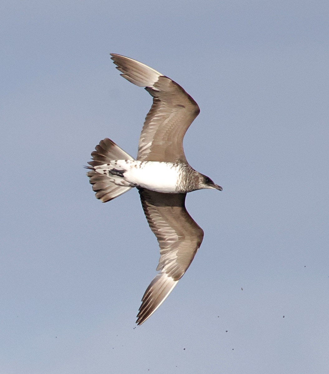 חמסן טפיל - ML647578940