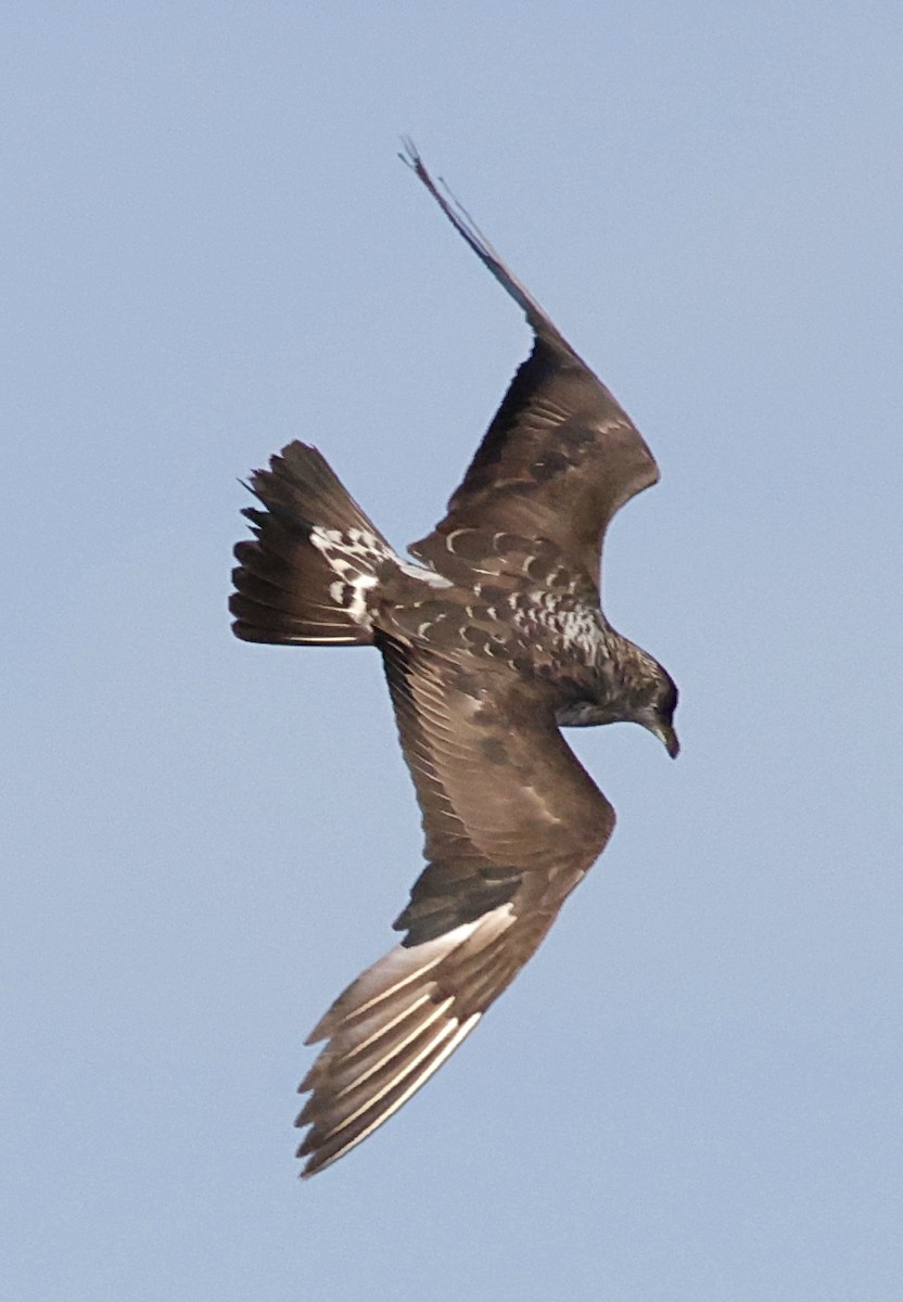 חמסן טפיל - ML647578941