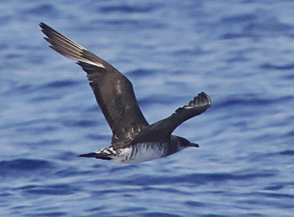 חמסן טפיל - ML647578942