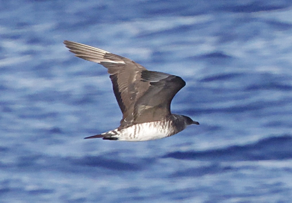 חמסן טפיל - ML647578943