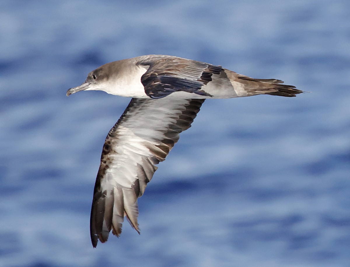 יסעור רחב-זנב - ML647578944