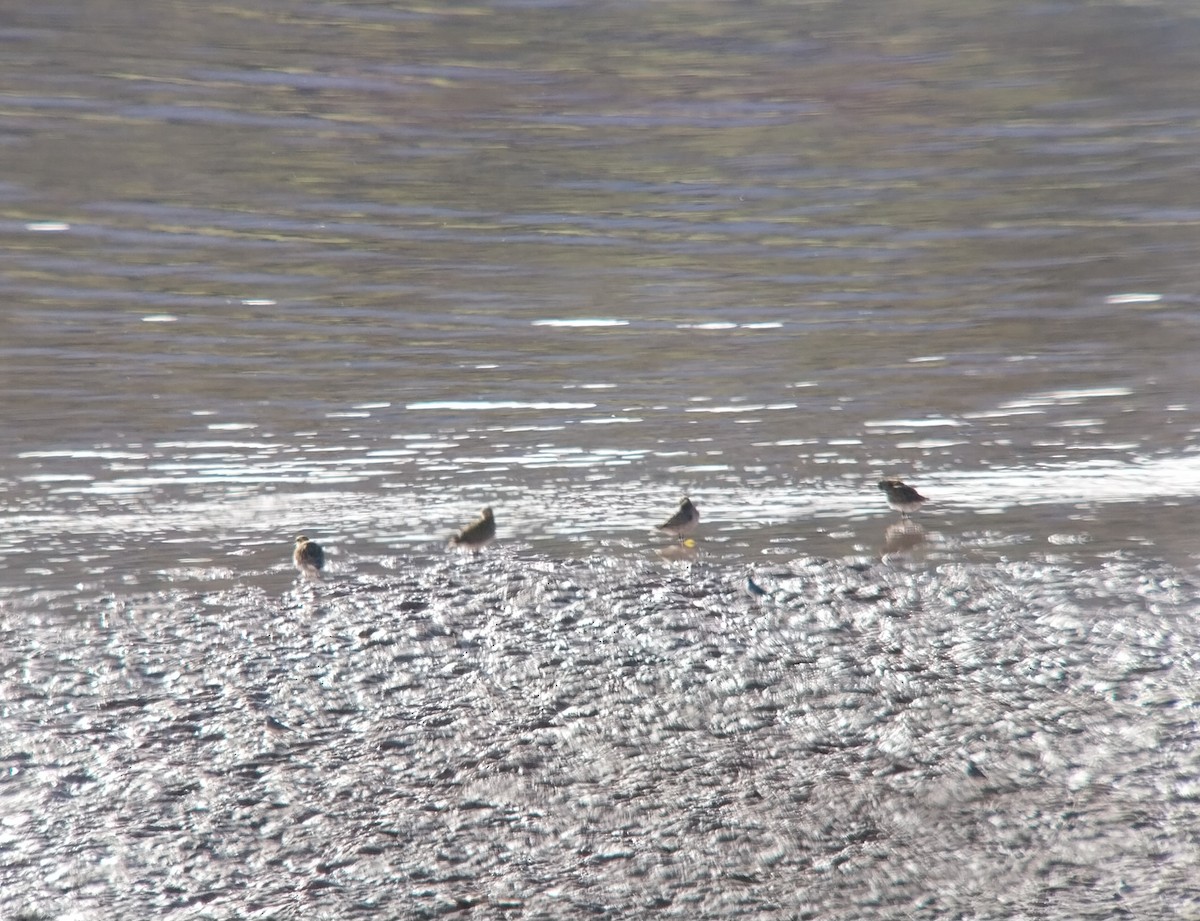 חופזי זהוב - ML647578945