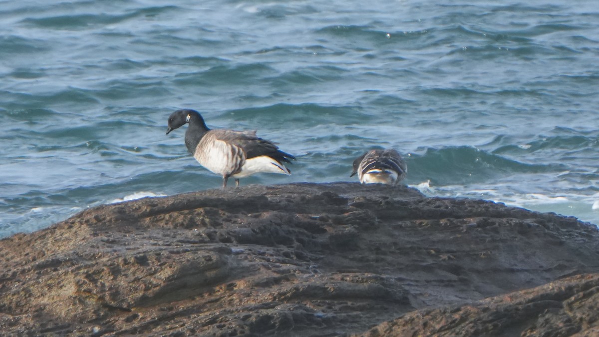 ברנטה כהה - ML647578946