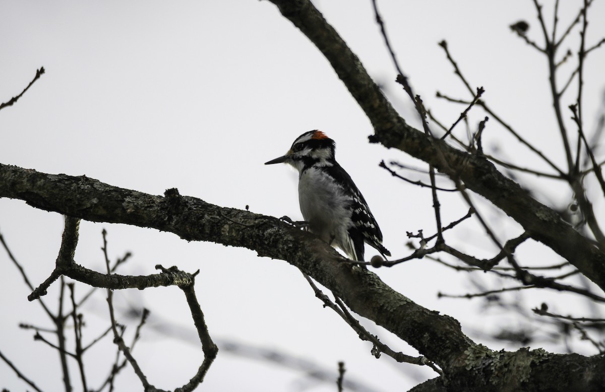 Hairy Woodpecker - ML647578947