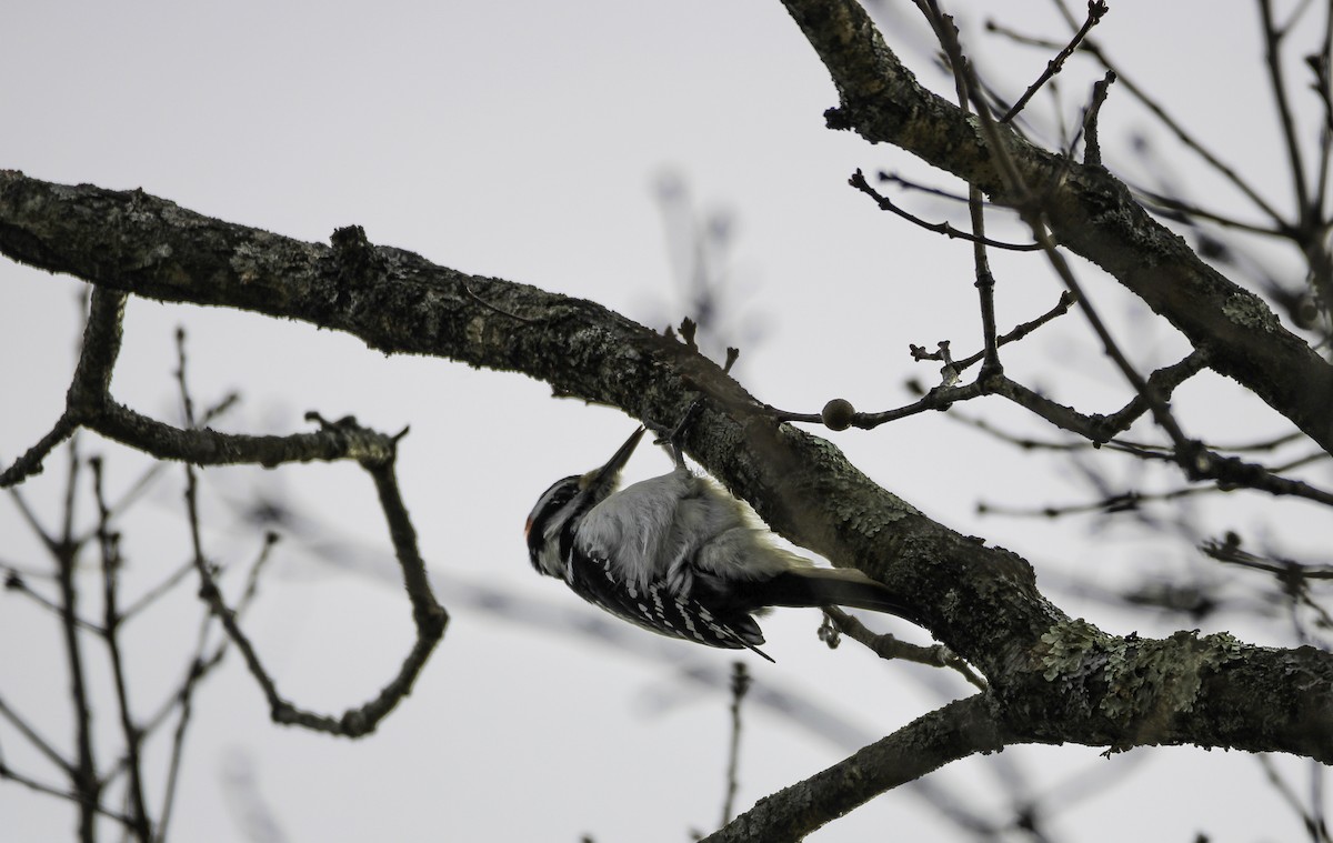 Hairy Woodpecker - ML647578948