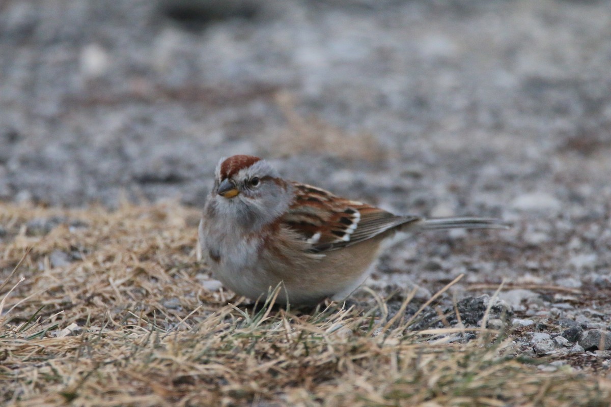 American Tree Sparrow - ML647578950