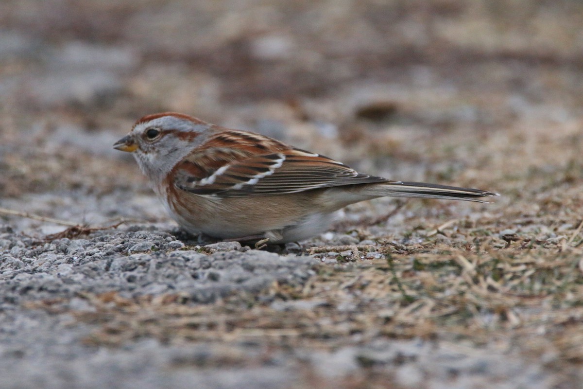 American Tree Sparrow - ML647578951