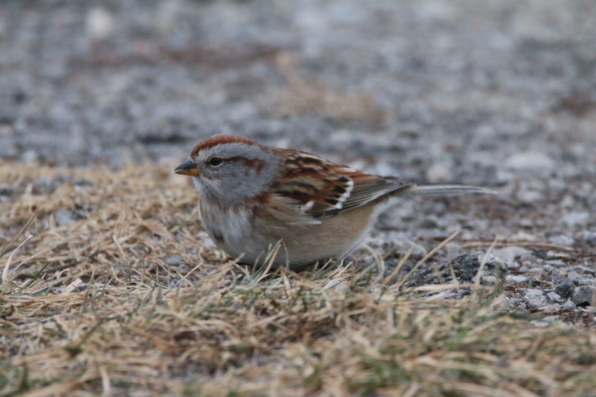American Tree Sparrow - ML647578952