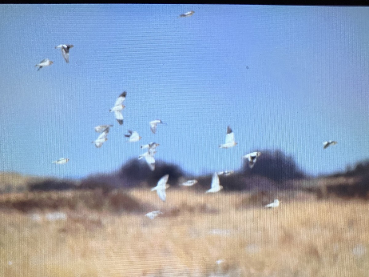 גיבתון שלג - ML647578956