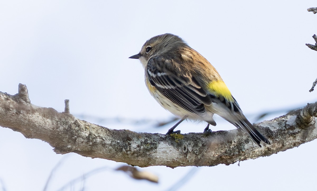 סבכון הכתר - ML647578960