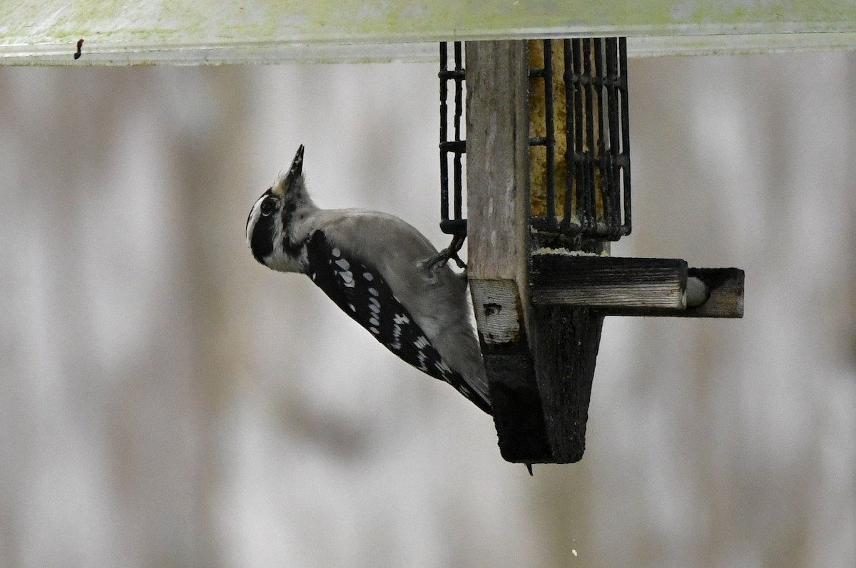 Downy Woodpecker - ML647578961