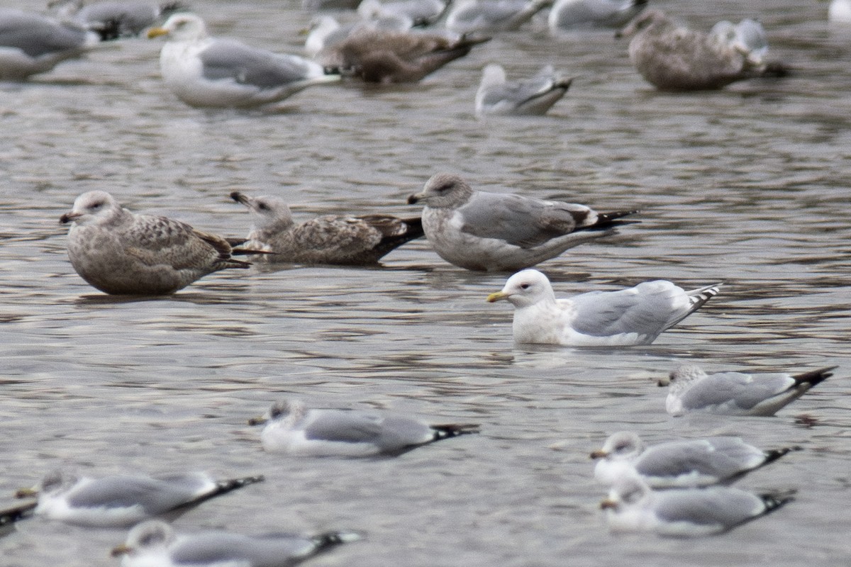 アイスランドカモメ - ML647578964