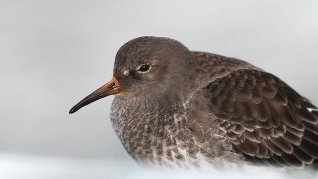 Побережник морський - ML647578966