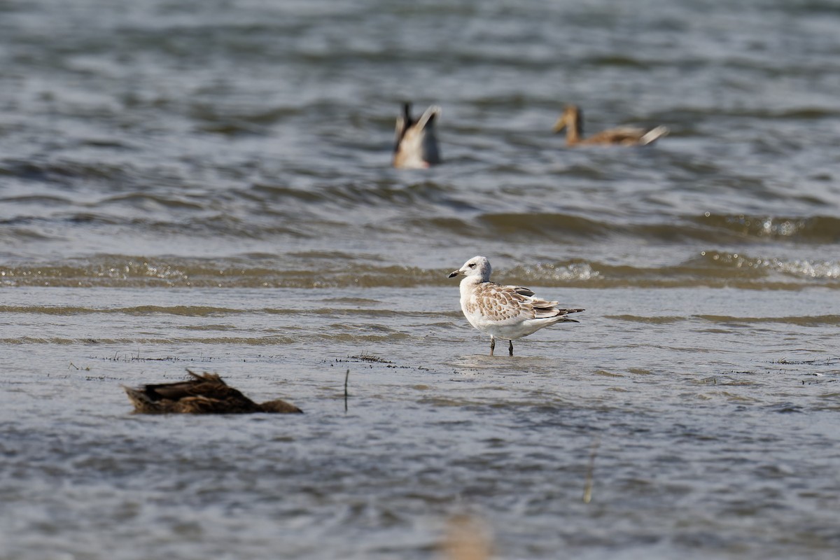 Mediterranean Gull - ML647578967