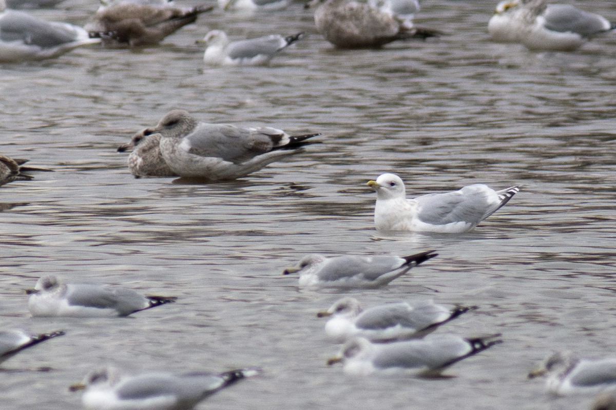 アイスランドカモメ - ML647578969