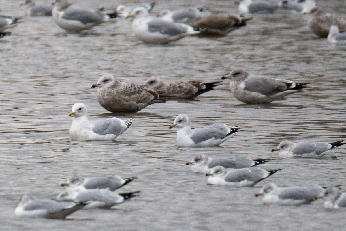 アイスランドカモメ - ML647578971