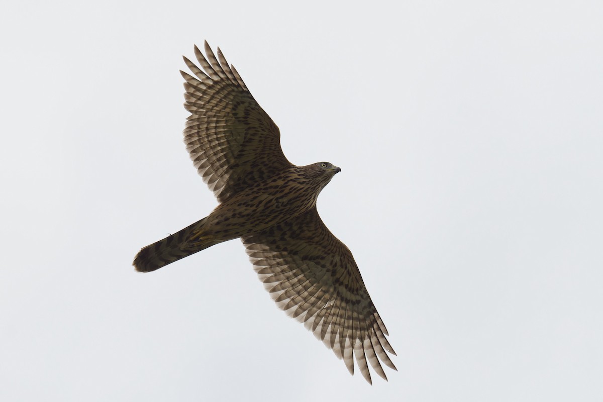 Eurasian Goshawk - ML647579009