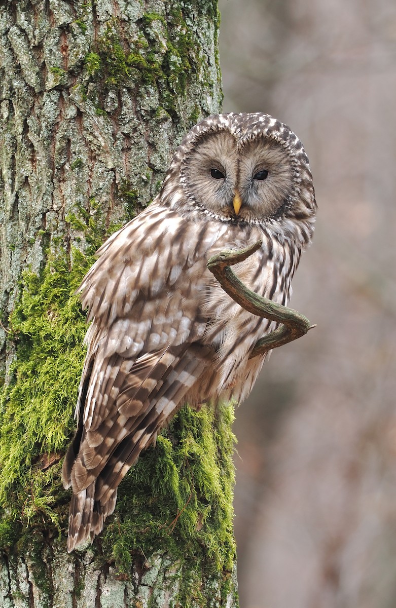 Ural Owl - ML647579018
