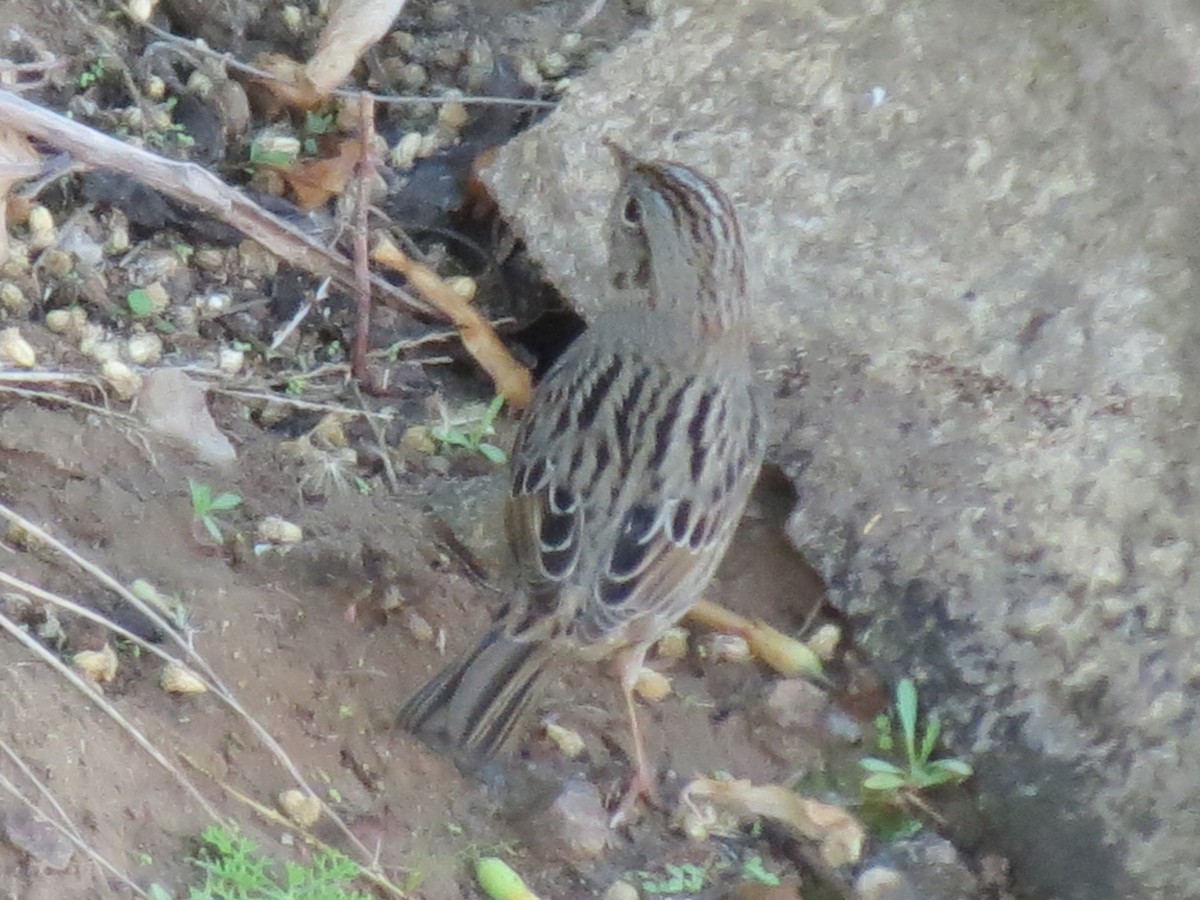 Lincoln's Sparrow - ML647579037