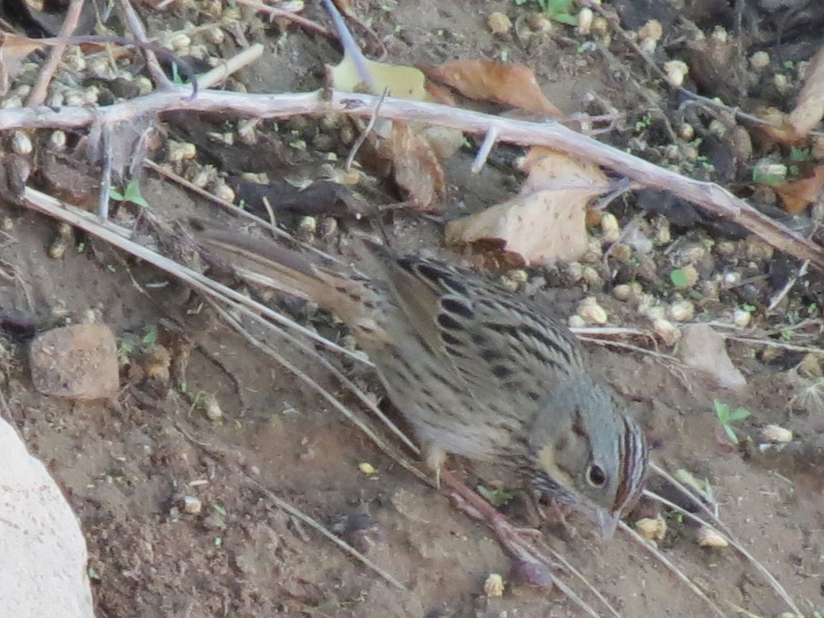 Lincoln's Sparrow - ML647579038