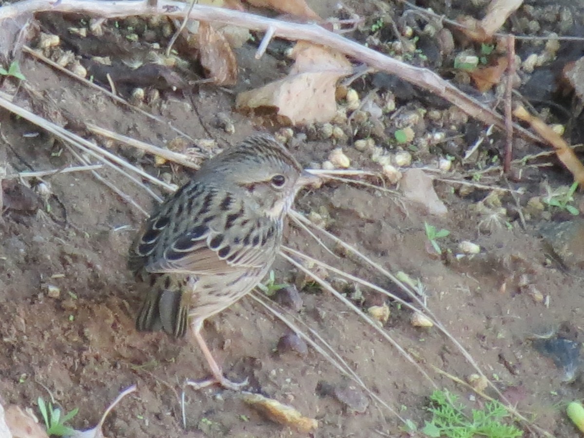 Lincoln's Sparrow - ML647579039