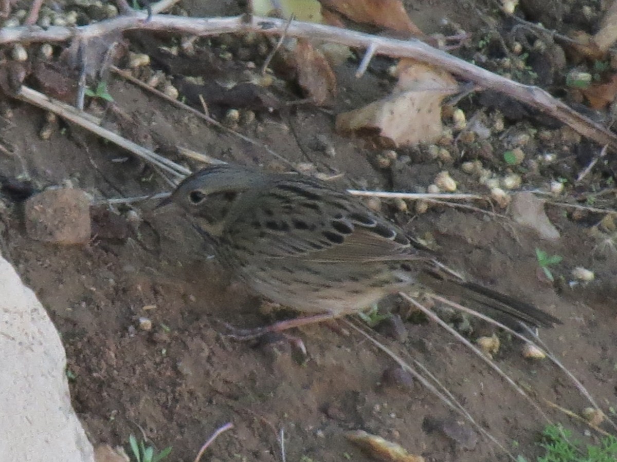 Lincoln's Sparrow - ML647579040