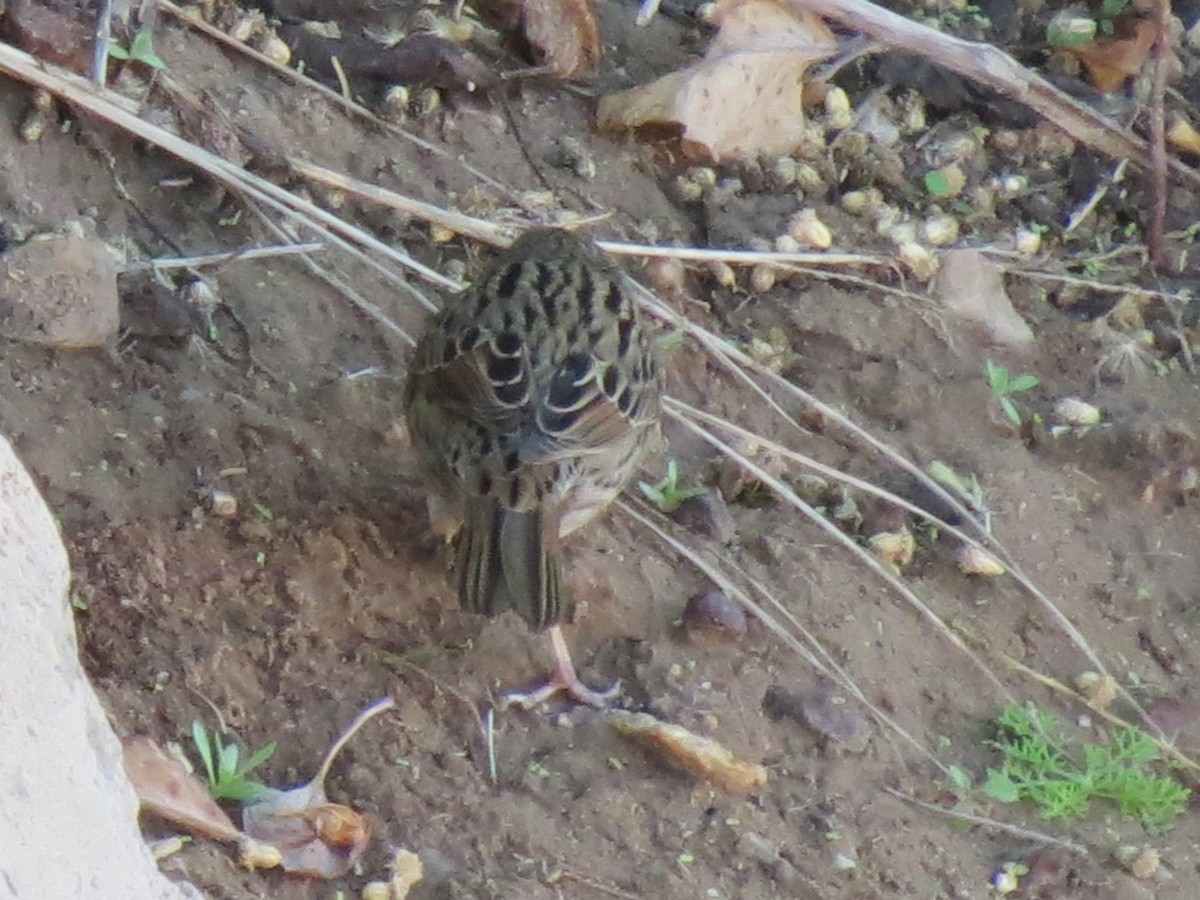 Lincoln's Sparrow - ML647579041