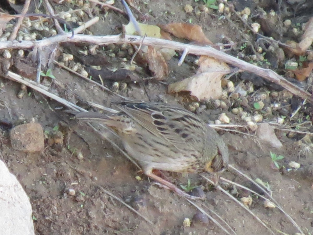 Lincoln's Sparrow - ML647579042