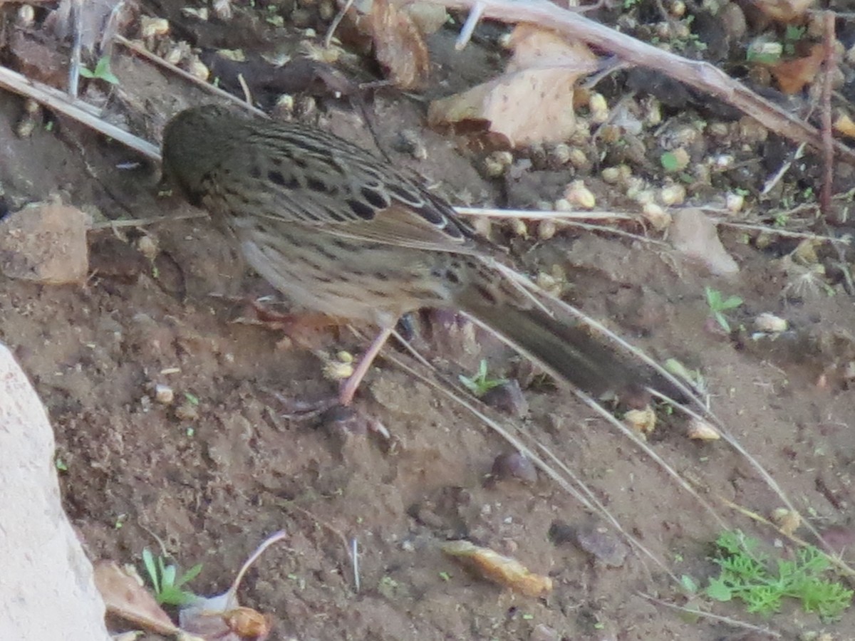 Lincoln's Sparrow - ML647579043