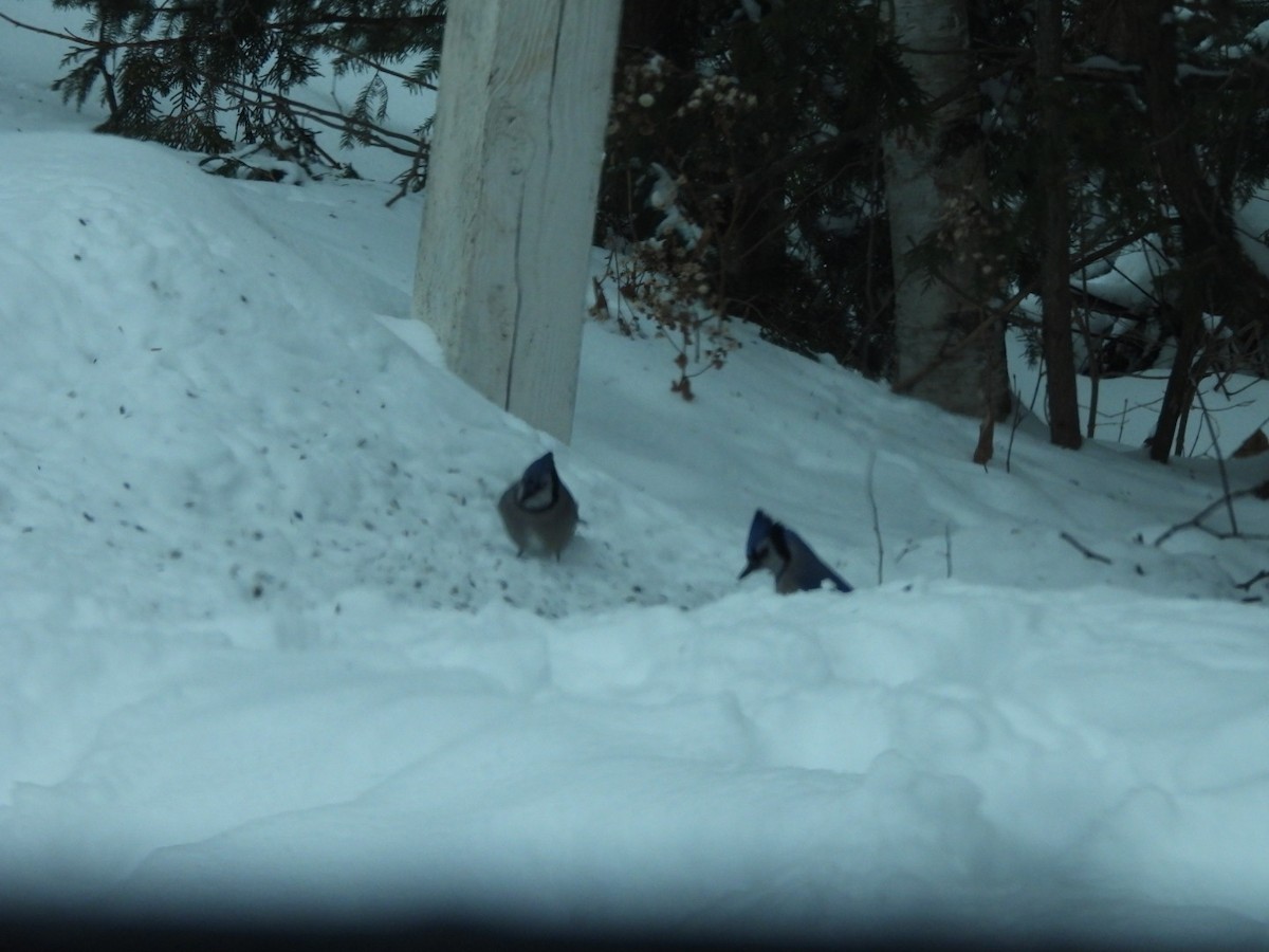 sojka chocholatá - ML647579065