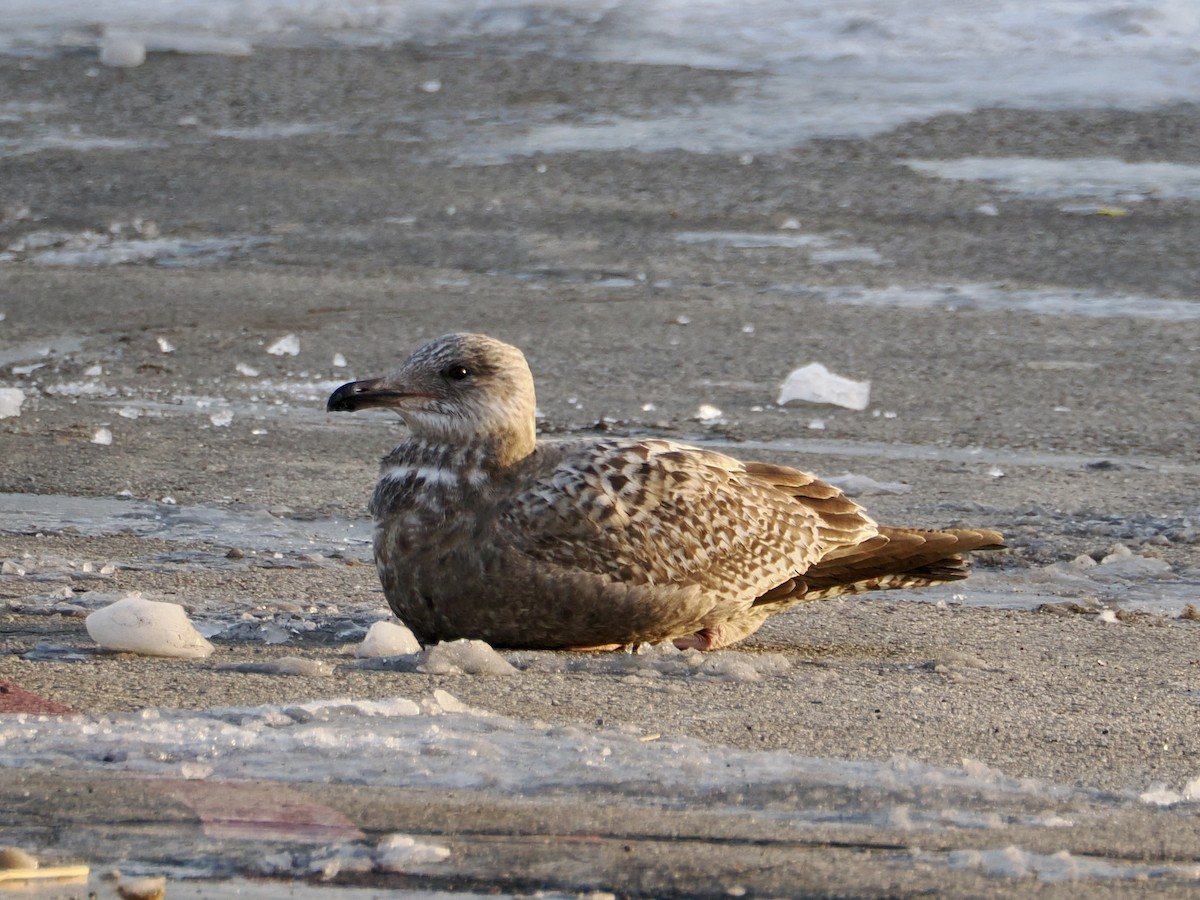 Gaviota Argéntea Americana - ML647579066