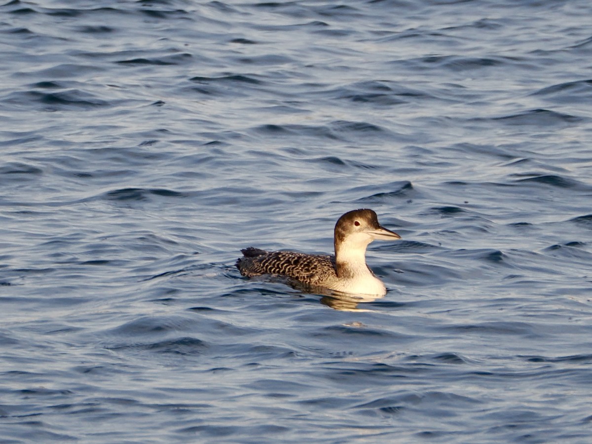 Colimbo Grande - ML647579071