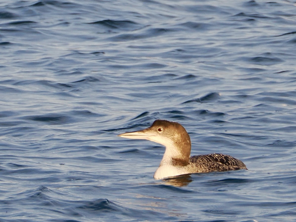 Colimbo Grande - ML647579072