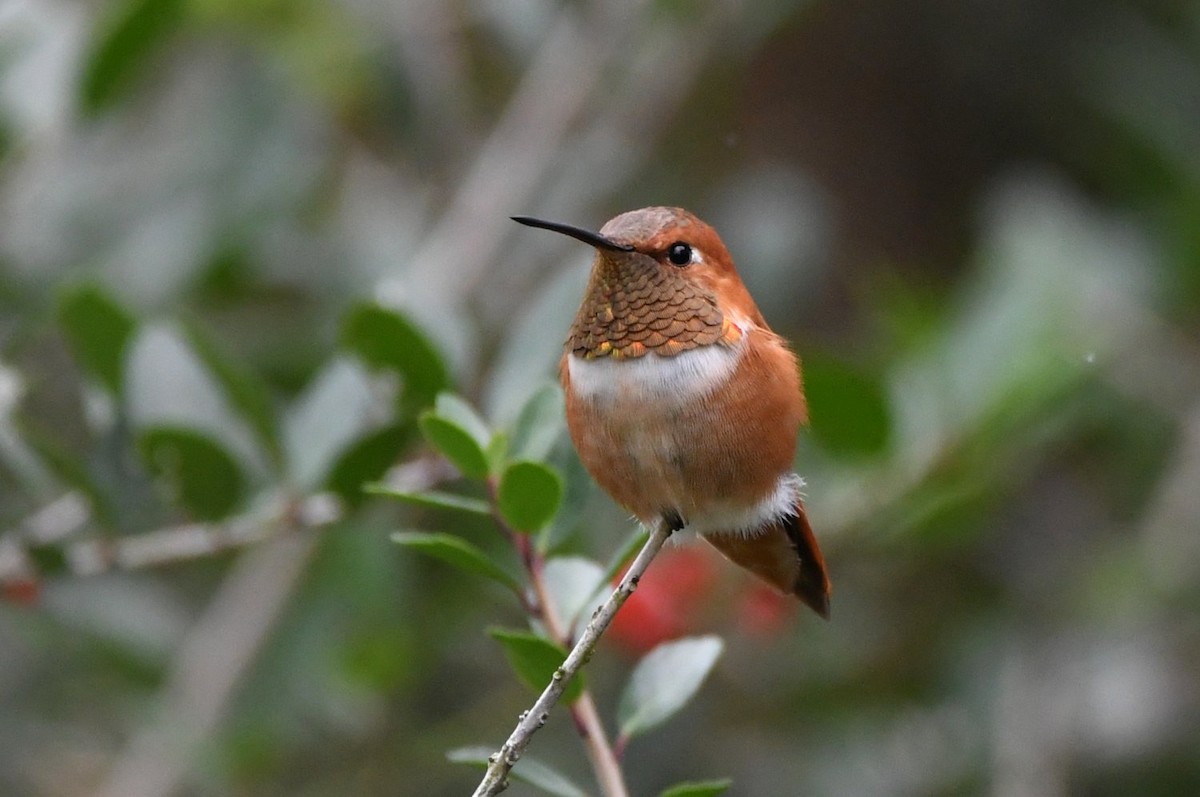 Rufous Hummingbird - ML647579079