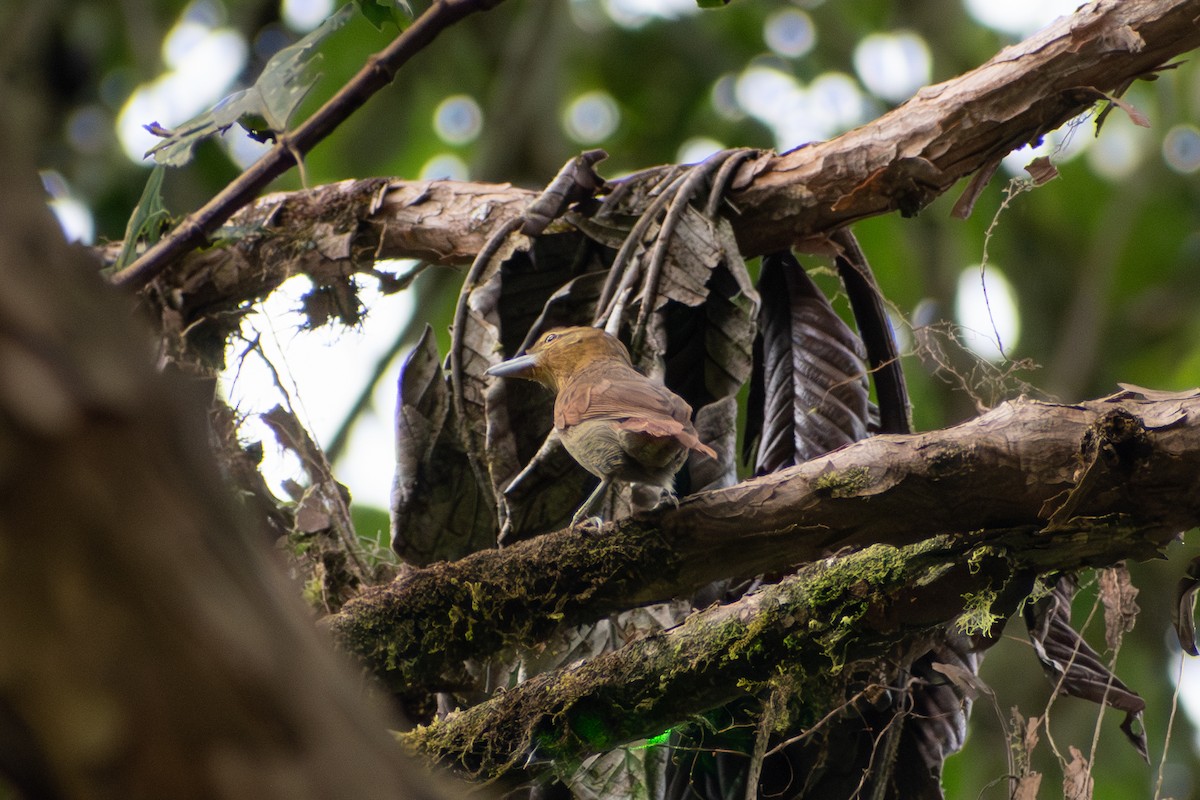 Russet Antshrike (Tawny) - ML647579081