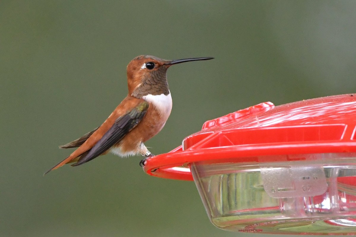 Rufous Hummingbird - ML647579088