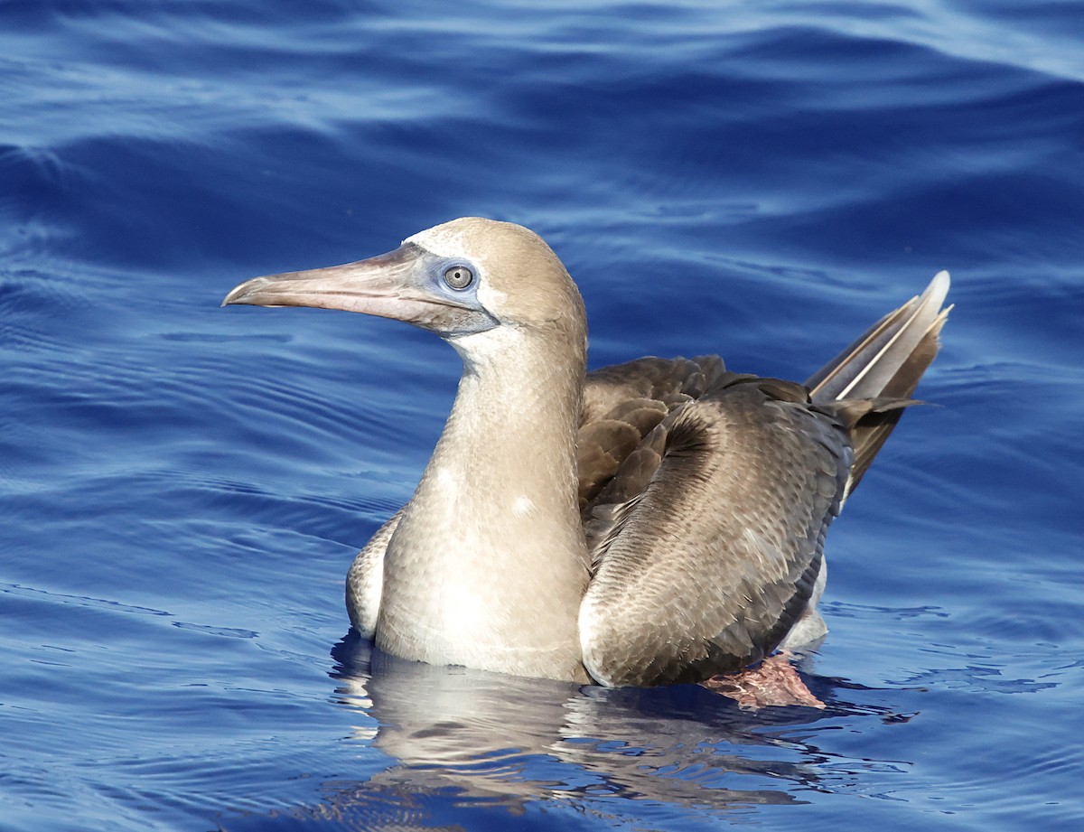 Сула червононога - ML647579089