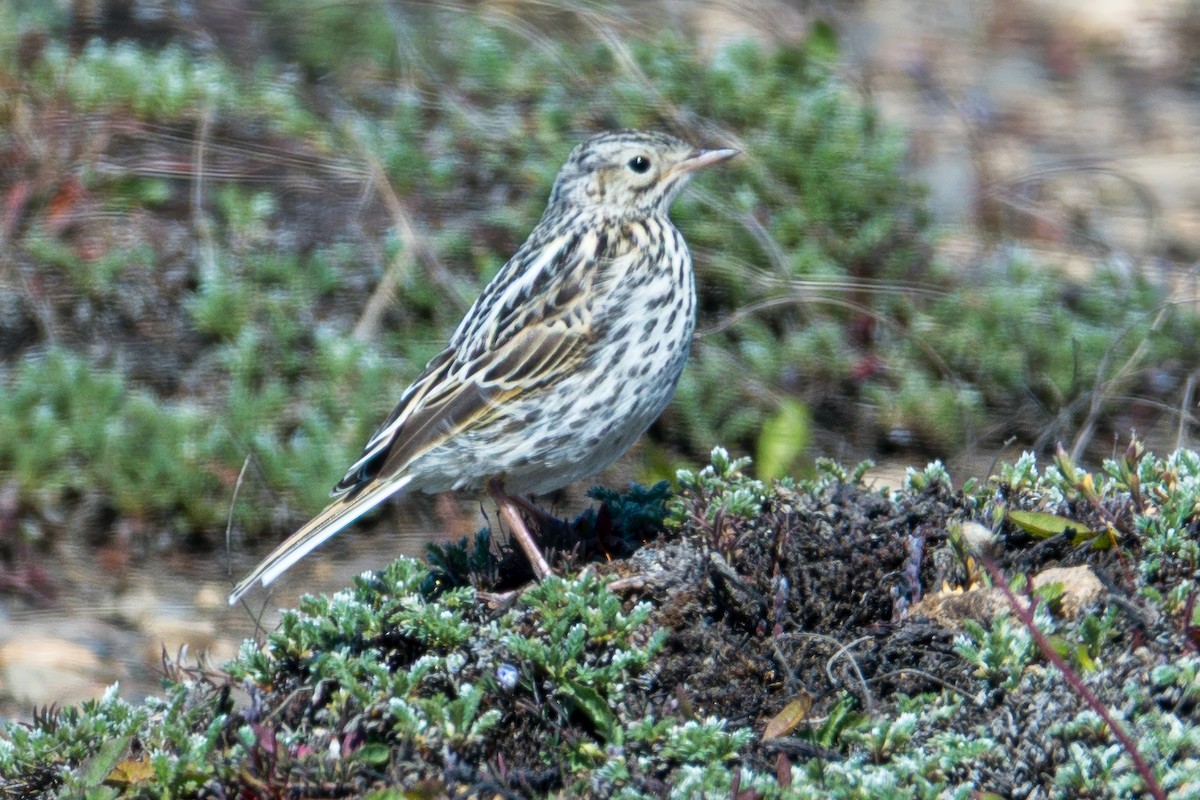 Bisbita Correndera - ML647579118