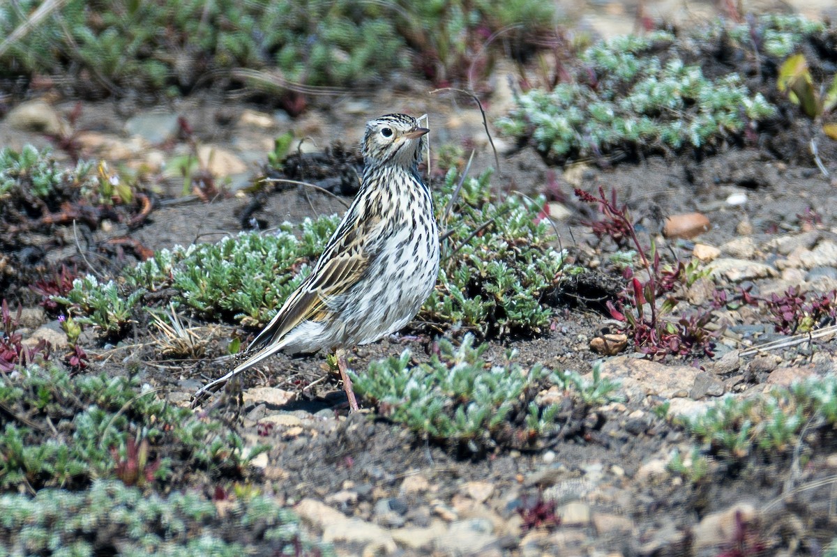 Bisbita Correndera - ML647579129