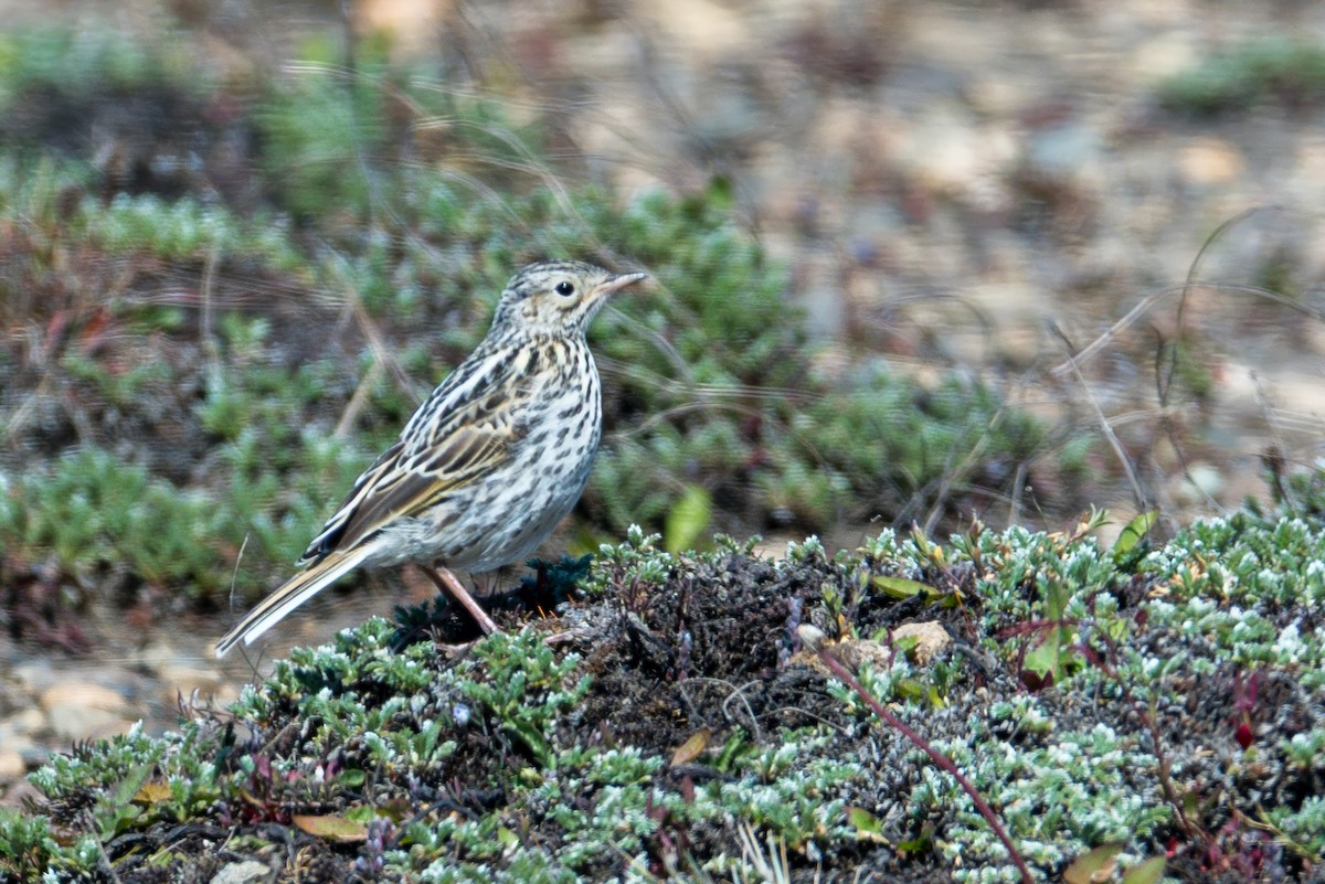 Bisbita Correndera - ML647579130