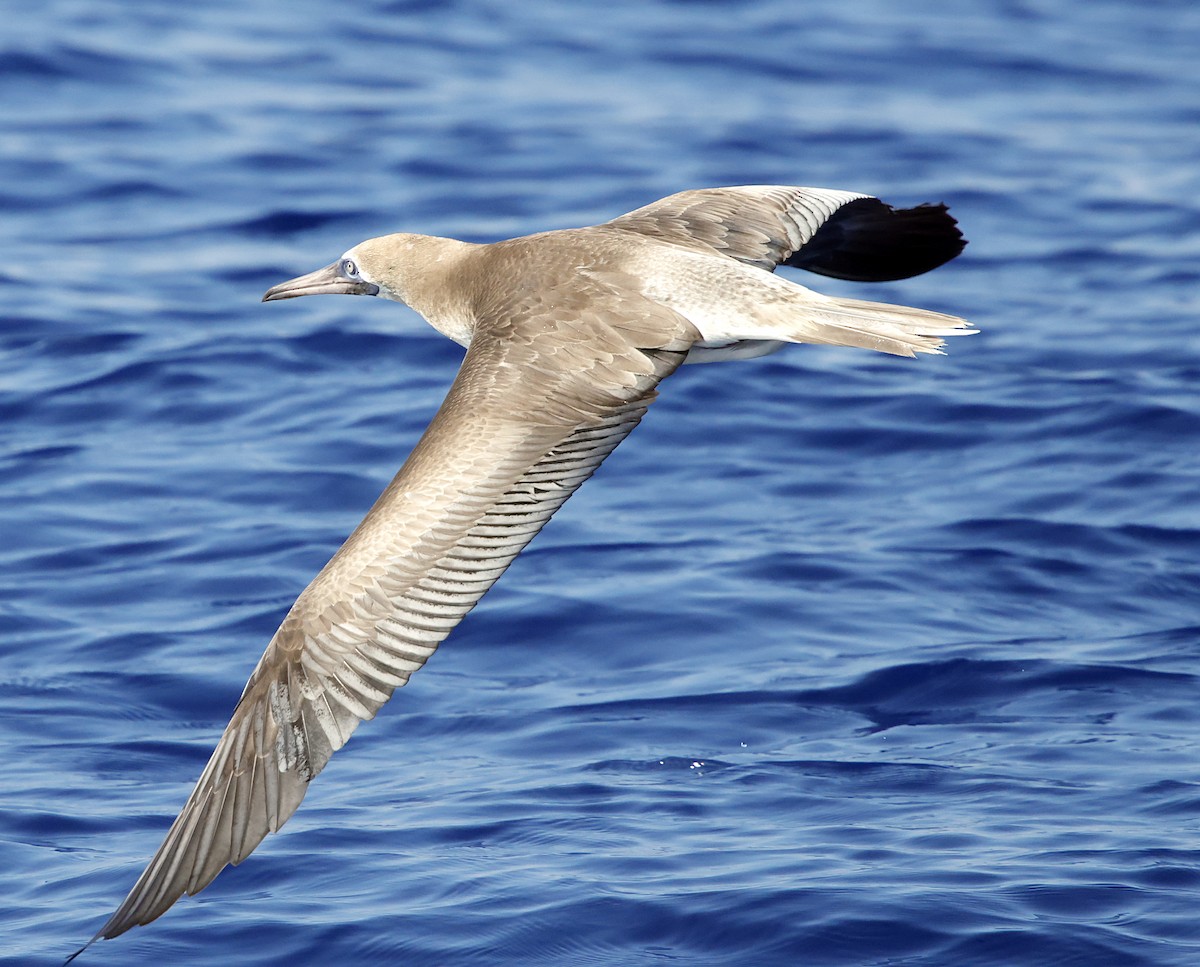 Сула червононога - ML647579136