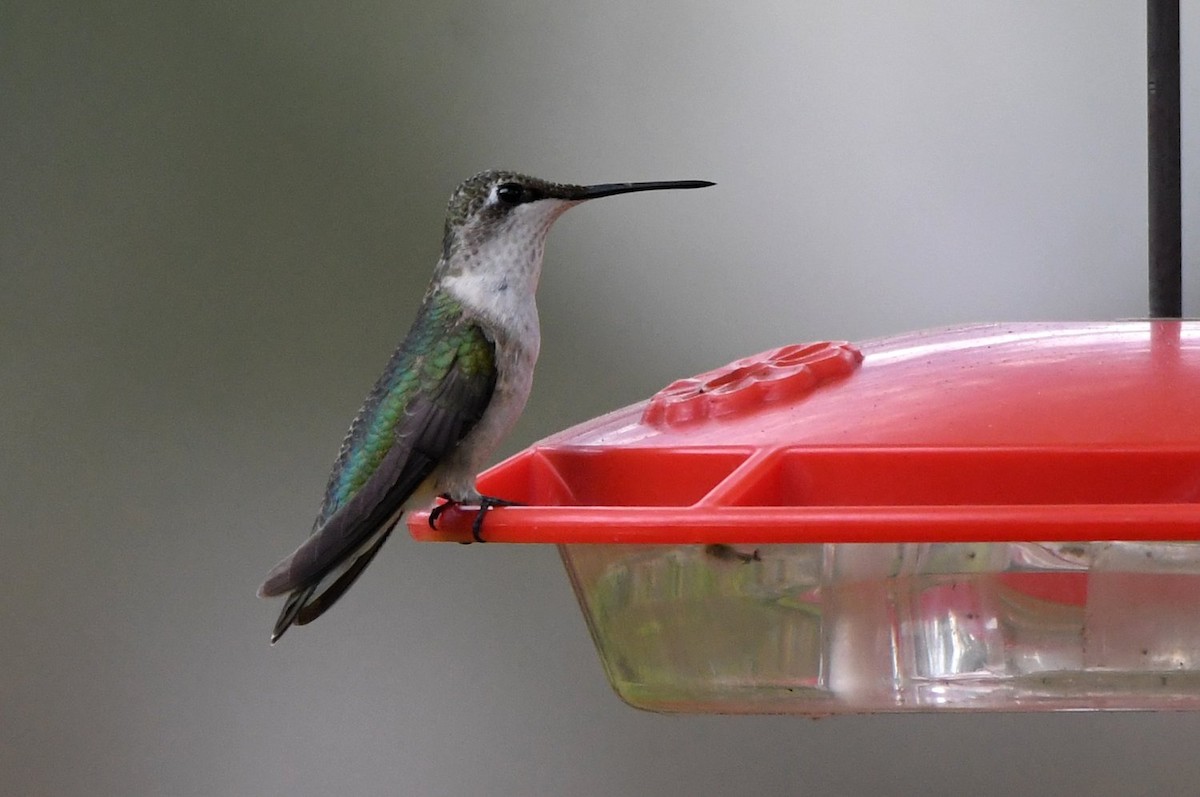 Колібрі рубіновогорлий - ML647579141