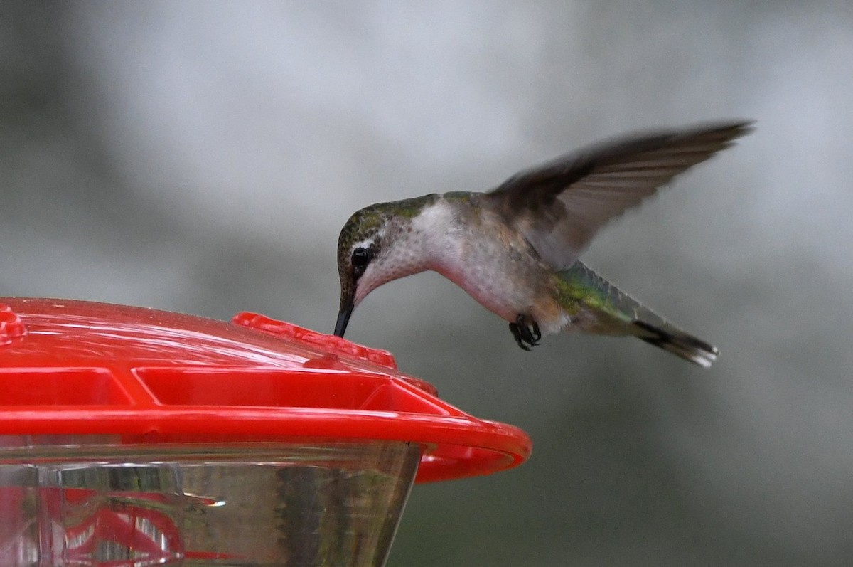 Колібрі рубіновогорлий - ML647579142