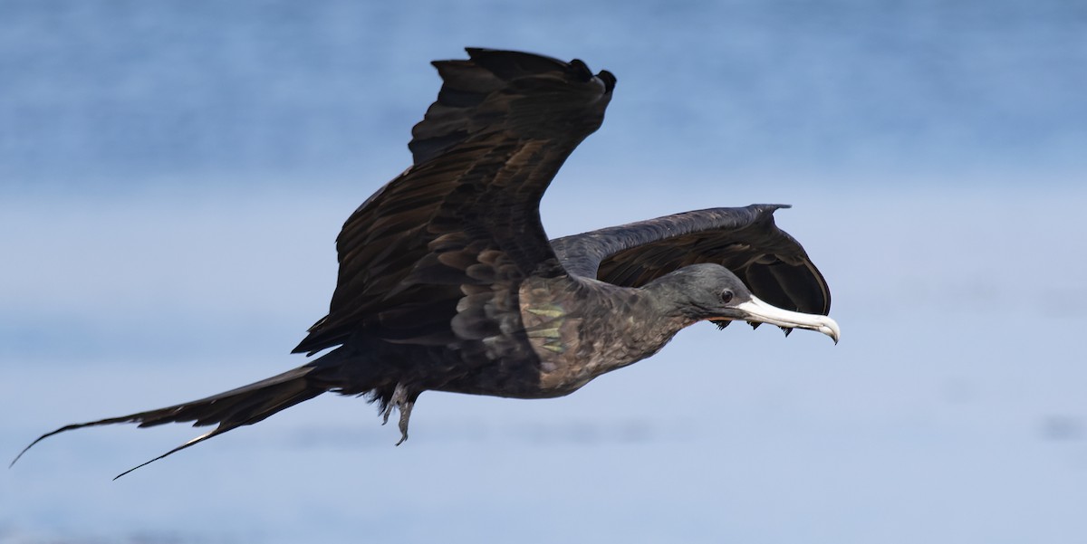 פריגט גדול - ML647579165
